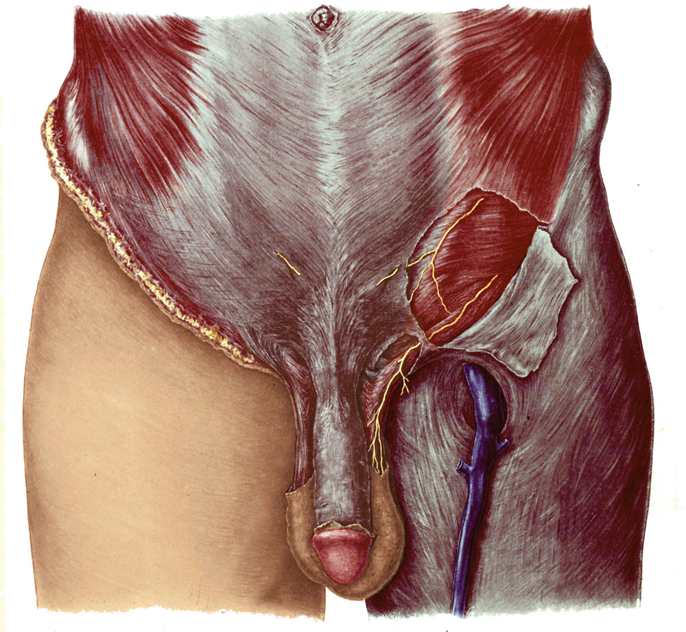 ligament penis erecție de excitare